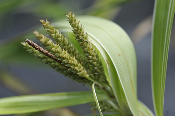 Custer of female spikelets surrounding a single male spikelet.