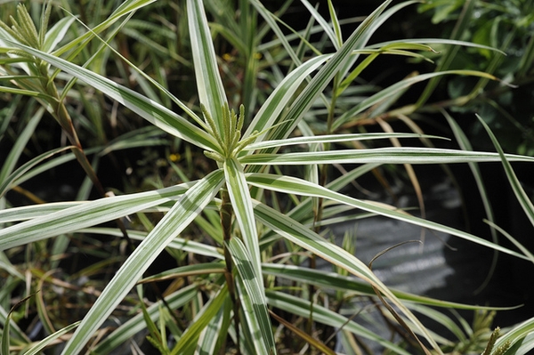 Single stem bearing a rosette of leaves with white margins.