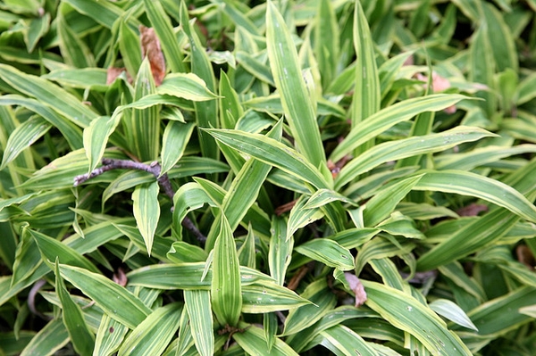 Rosettes of strappy leaves with white margins.
