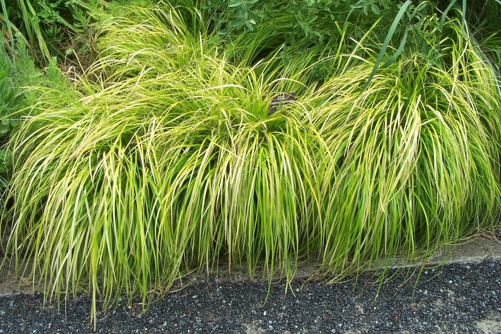 Clump of grassy variegated foliage.