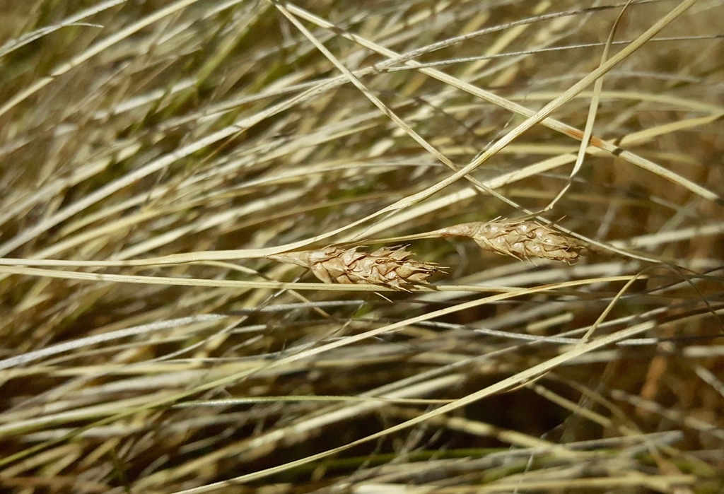 A clump of fine-textured, hair-like foliage; green spikelets.