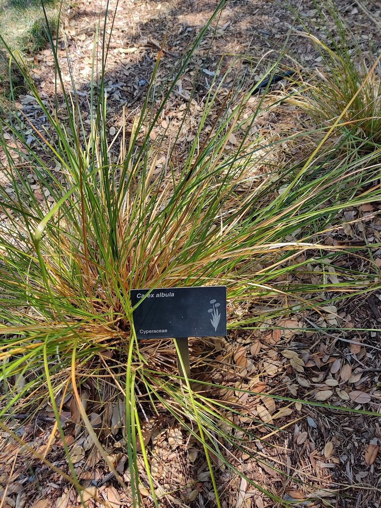 Clump of leaves