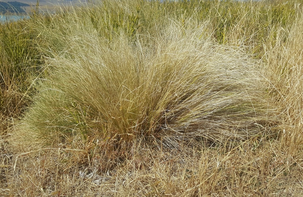 A clump of fine-textured, hair-like foliage.