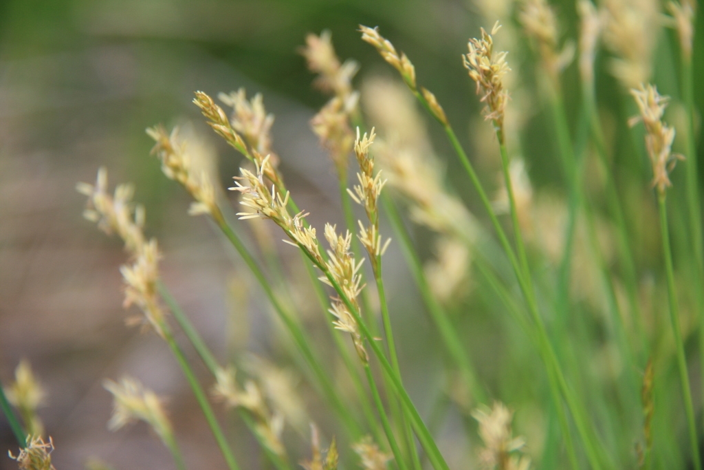 Close-up of spikelets with exserted anthers.