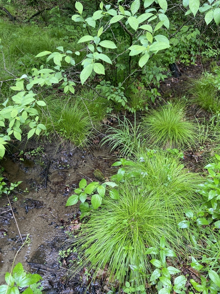 Clumps of fine foliage in a woodland setting.