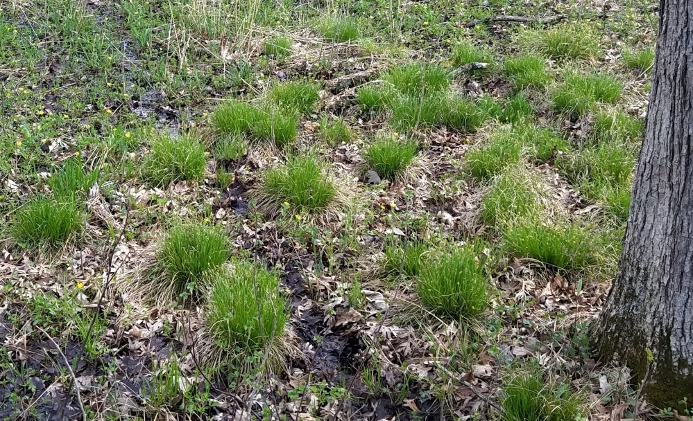 a wet forest floor with abundant green clumps of grass (sedge)