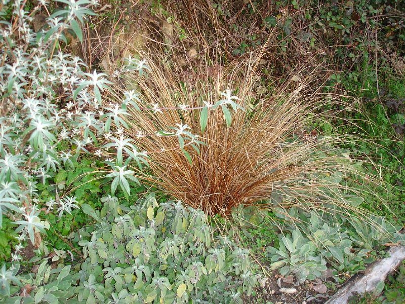 Clump of hair-like foliage among green garden shrubs.