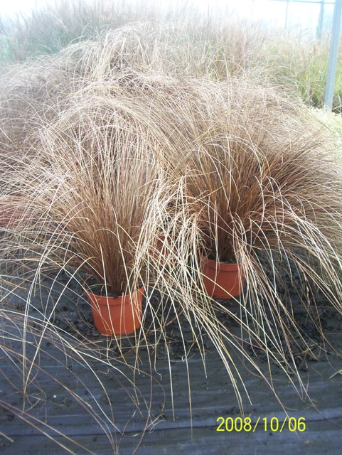 Two clump of hair-like foliage in plastic nursery containers