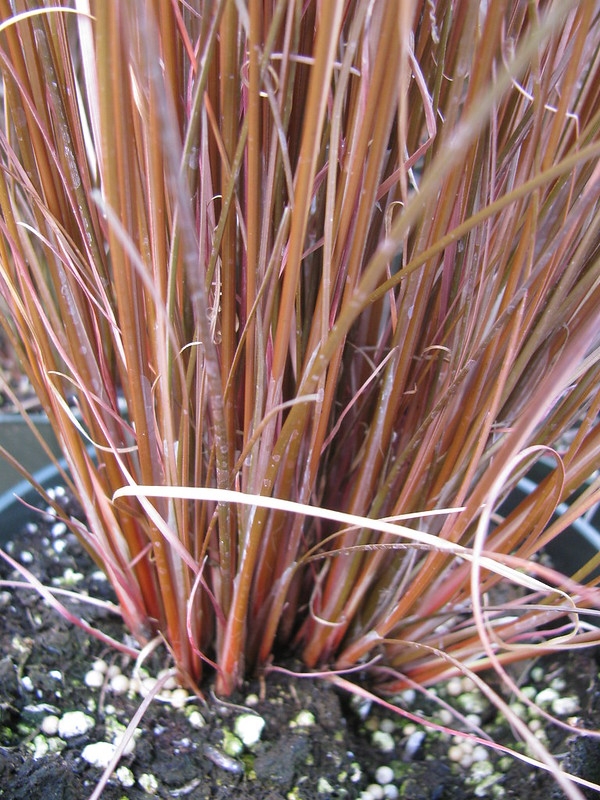 Base of clump of reddish hairlike foliage in plastic nursery pot