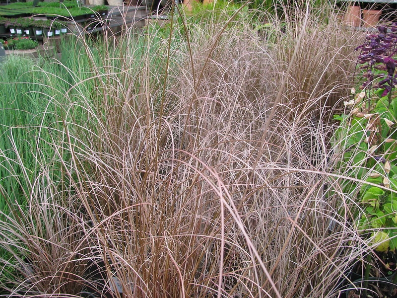 Pots of reddish hairlike foliage in a nursery