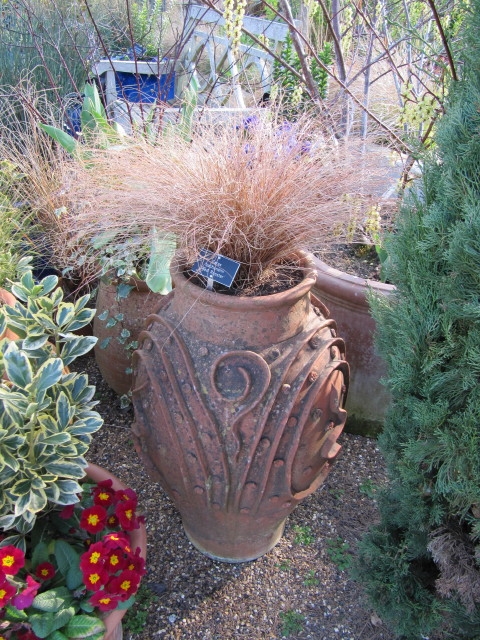 Tufts of hairlike foliage in a large garden urn.