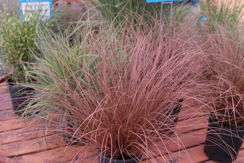 Tufts of reddish hairlike foliage in a container
