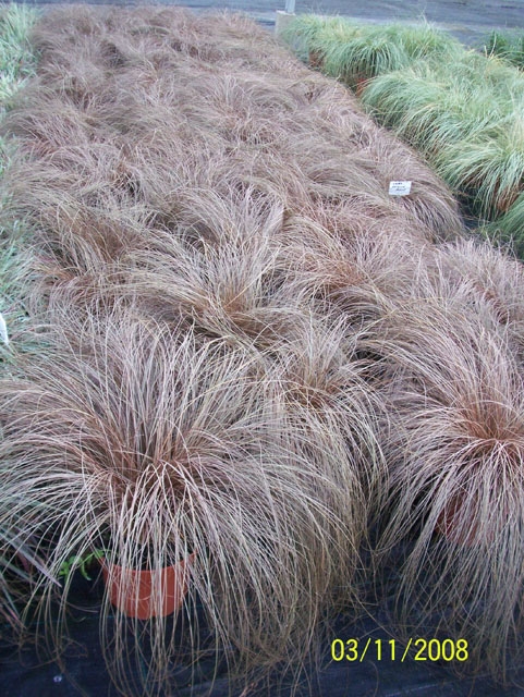 Tuft of coppery red, fine, hair-like foliage.