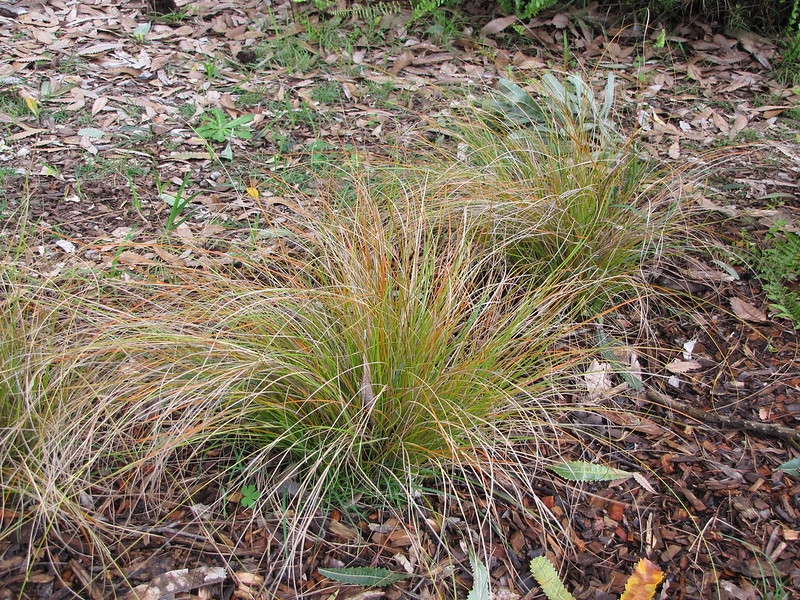 Fine, golden brown, hair-like foliage on tufted plants.