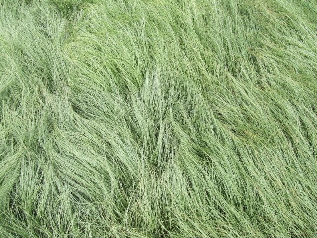 Fine, silvery green, hair-like leaves looking like fur.