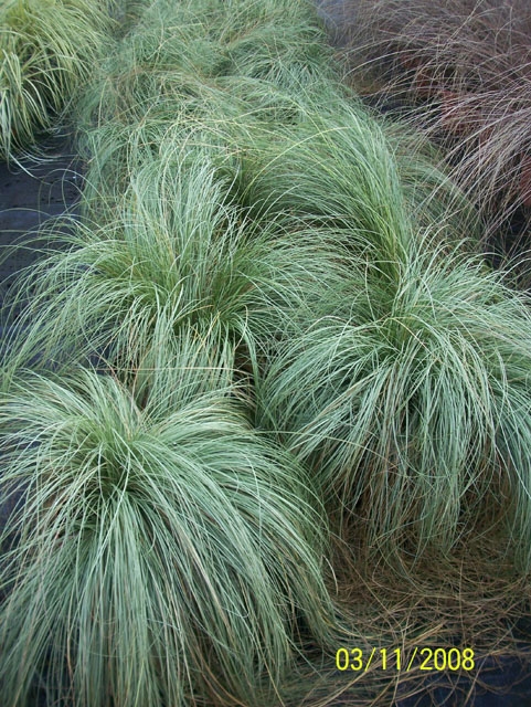 Tufted plant with fine, silvery green, hair-like leaves.