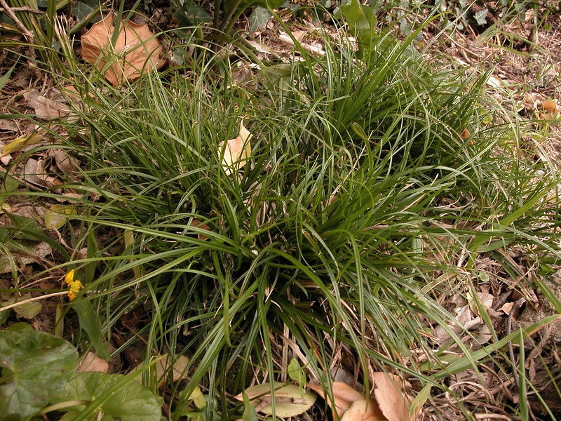 A tuft of green leaves, like Liriope or mondo grass.