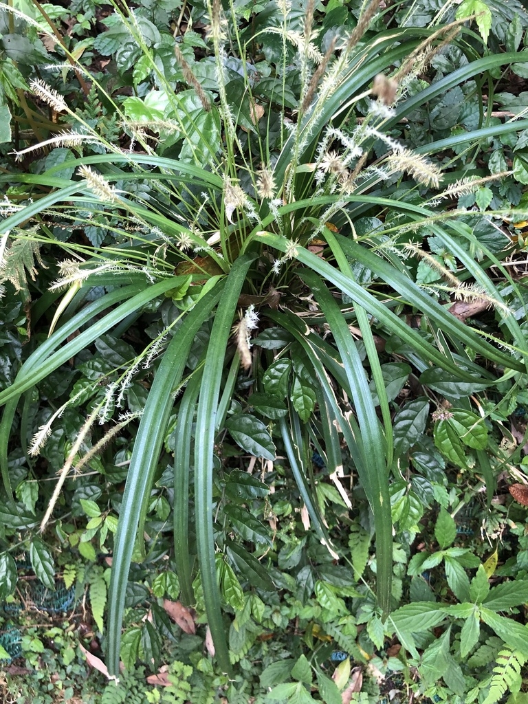 Clump of grass-like foliage with spikes of staminate flowers.