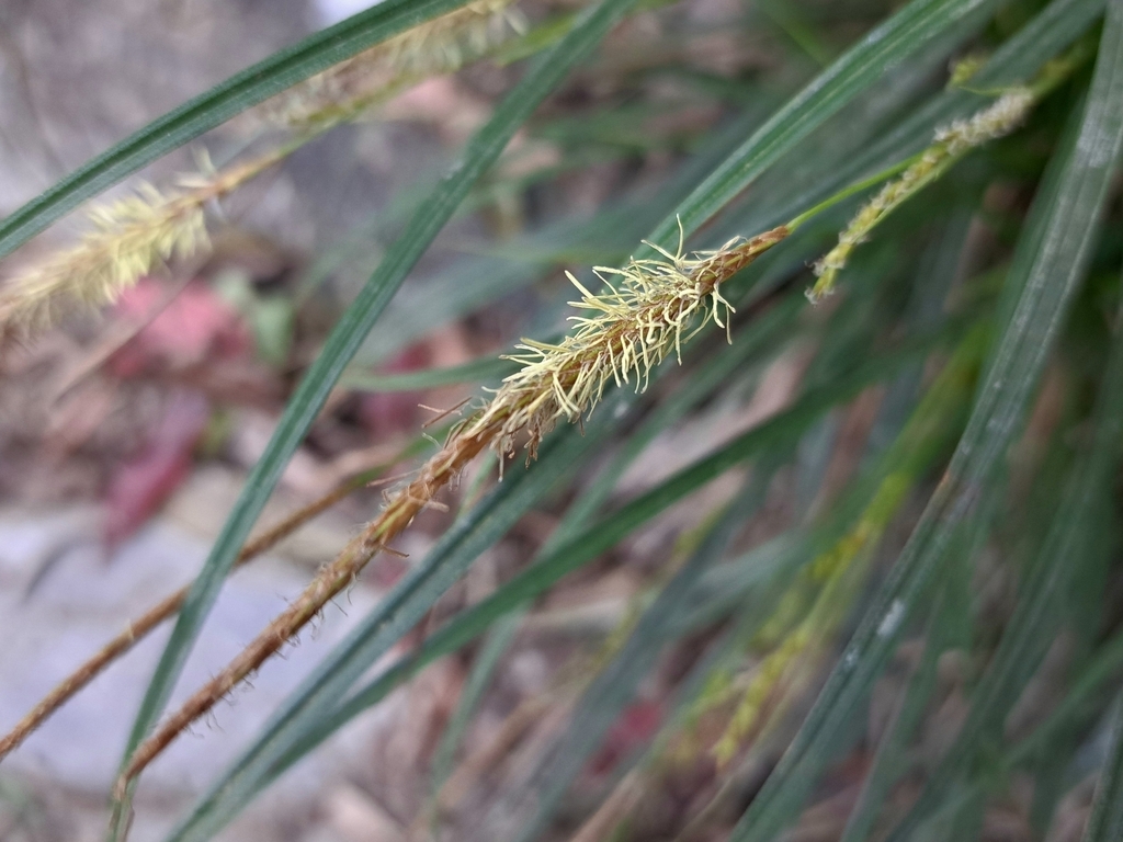 Close-up of a spike of staminate flowers.