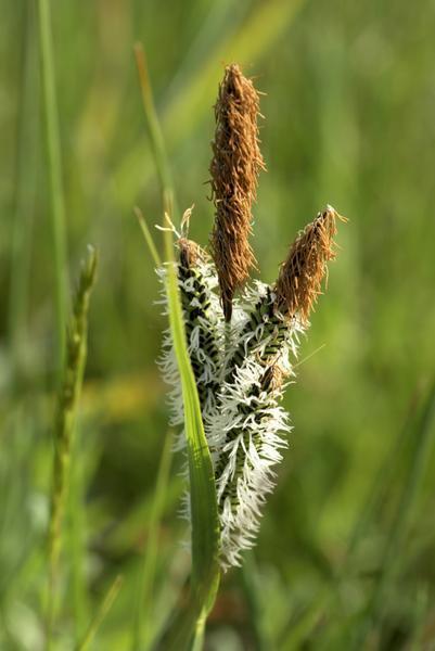 Cluster of brown spikes with dangling anthers.