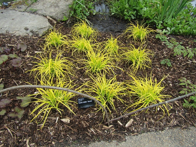 A grid planting of several plants with chartreuse grassy foliage