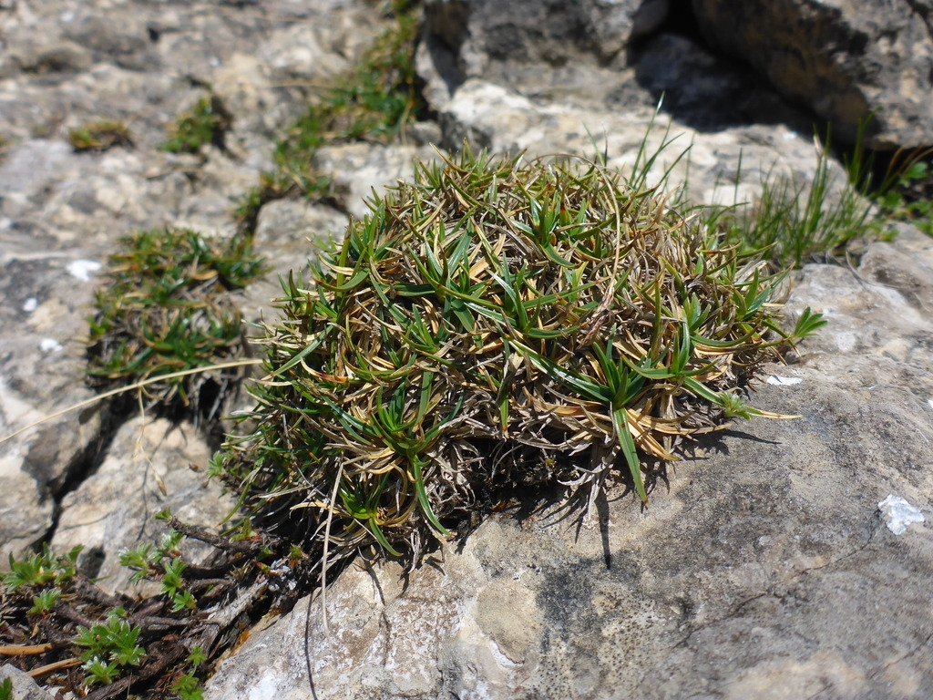 A dense cushion formed by mound of short foliage