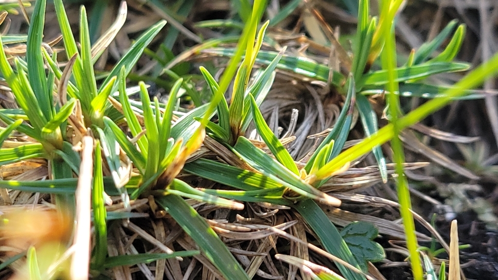 Short foliage spreading from rhizome.