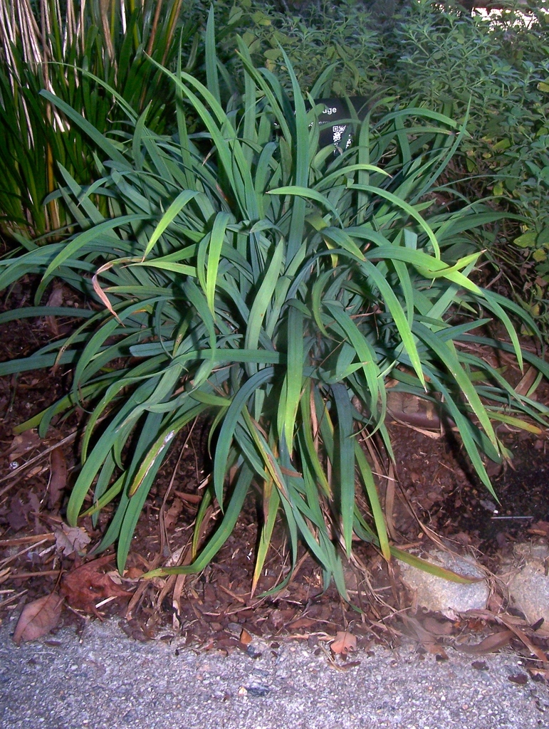 half inch wide bluish green leaves