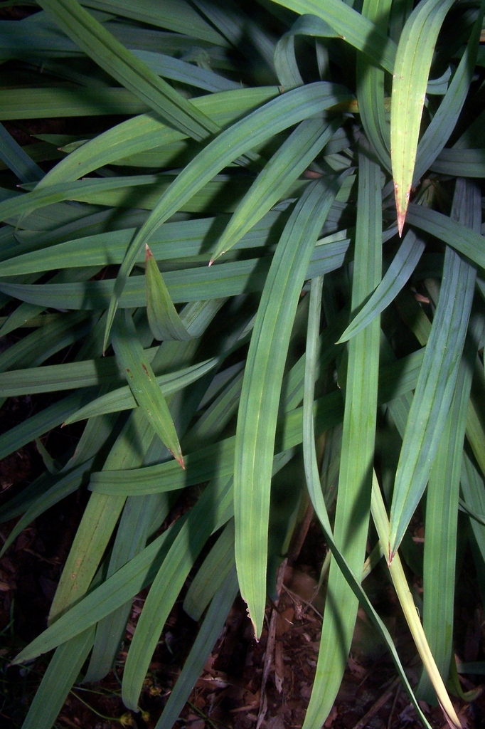 Leaf detail - half inch wide bluish green with longitude ridges