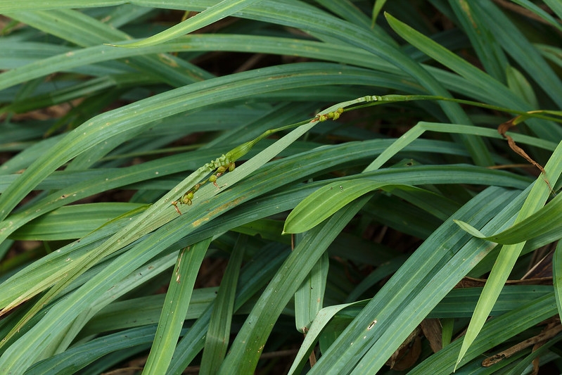 detail of grass-like foliage.