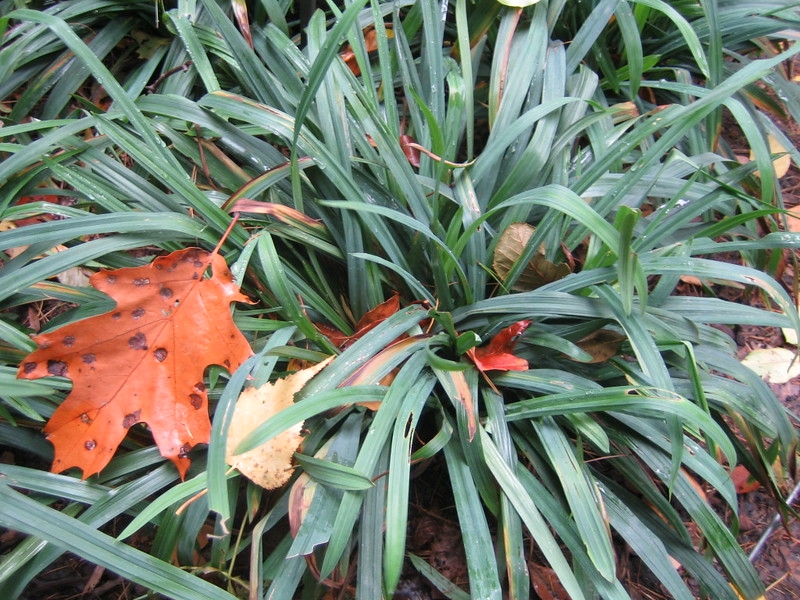 Clump of grass-like foliage.
