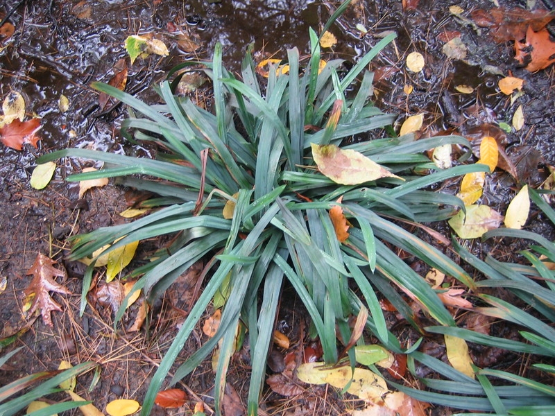 Clump of grass-like foliage.