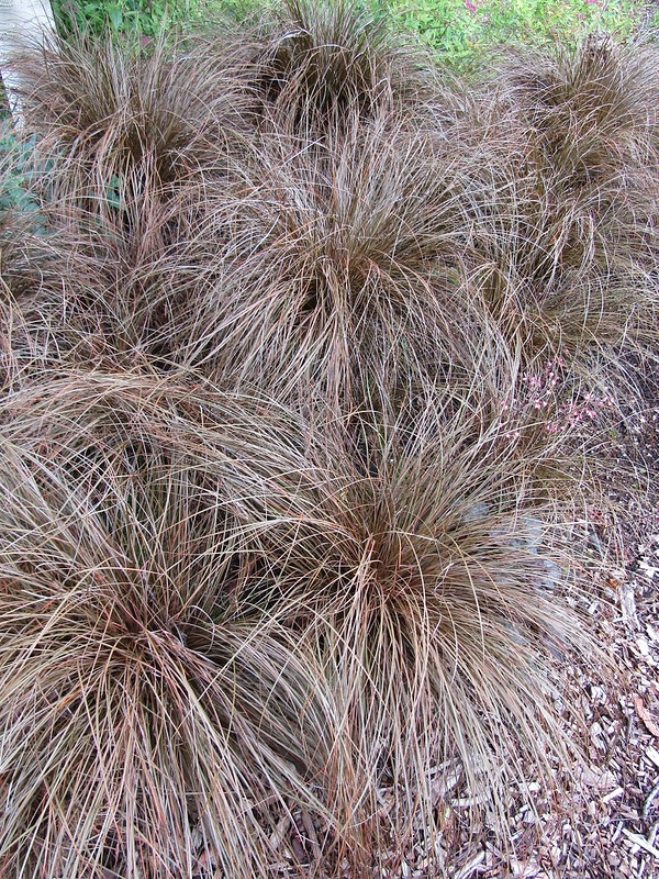 Planting of clumps of fine foliage that is reddish brown.