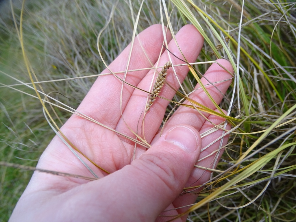 Hand cradling a spike of achenes and hair-like foliage.