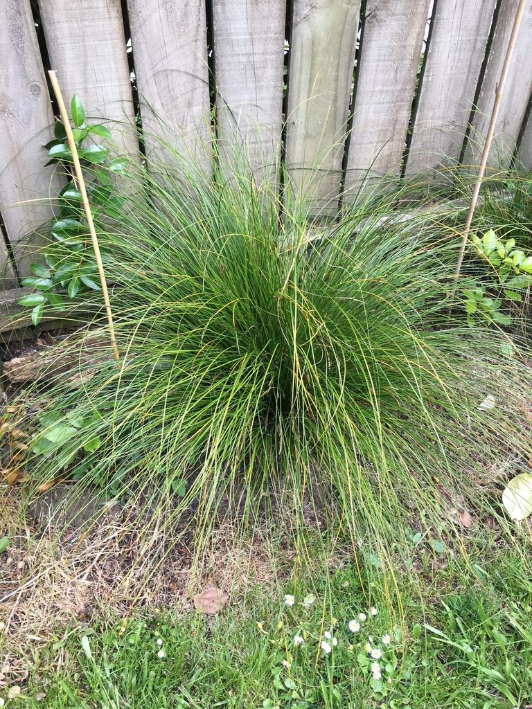 Detail of a clump of fine, hair-like, green foliage.