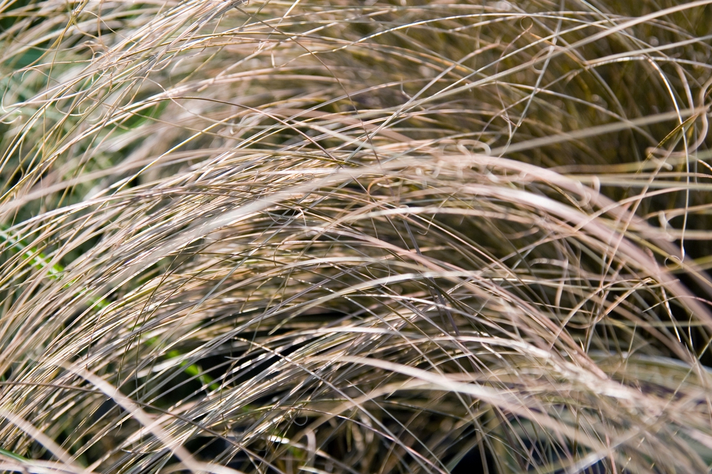 Detail of a clump of grass-like foliage that is bronze colored.
