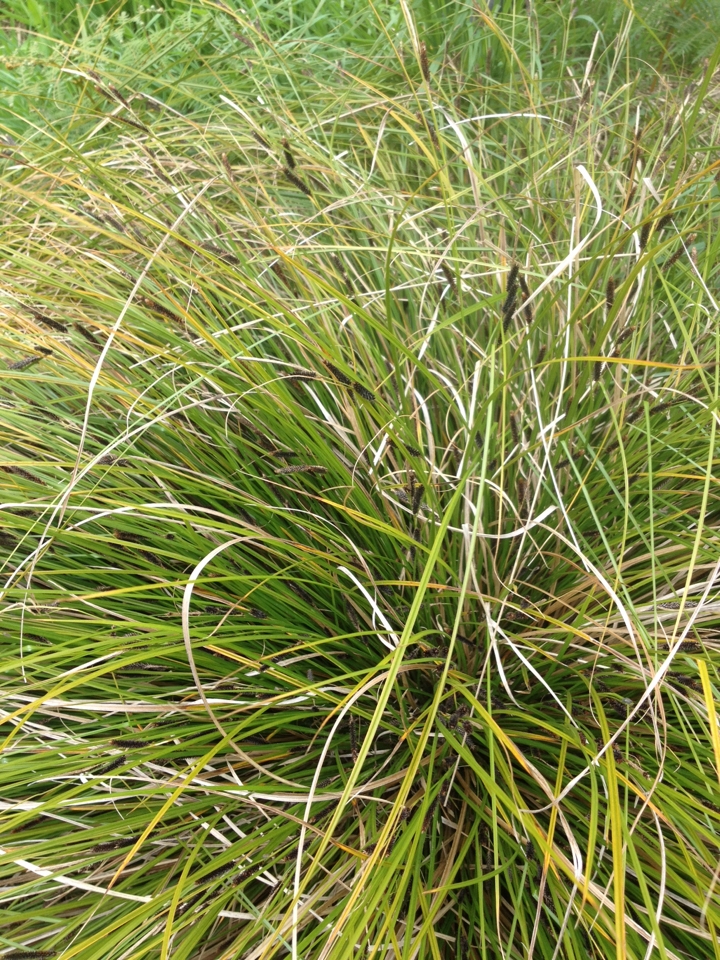 Clump of grass-like foliage.