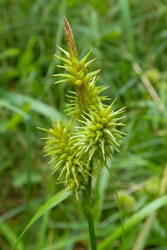Inflorescences with basal female flowers enclosed in utricles