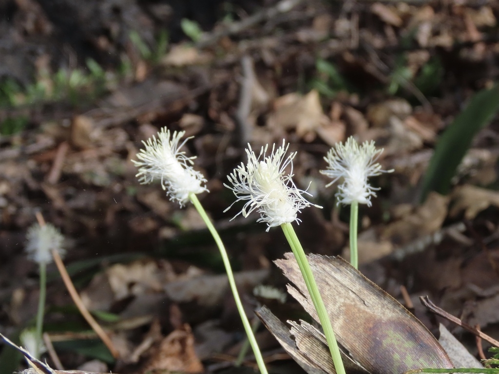 Three erect spikes with showy white male and female flowers.