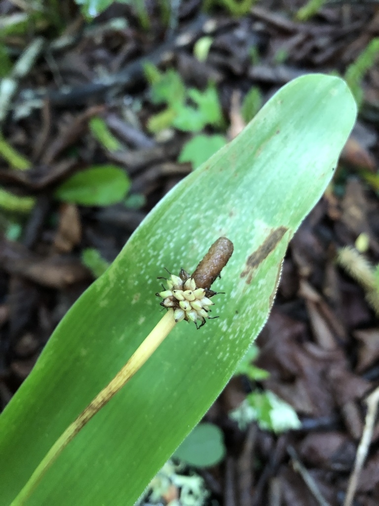 Spike against a broad leaf. The female flowers are making fruits
