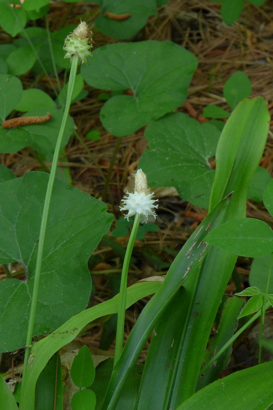 White female flowers enclosed in utricles; male flowers terminal