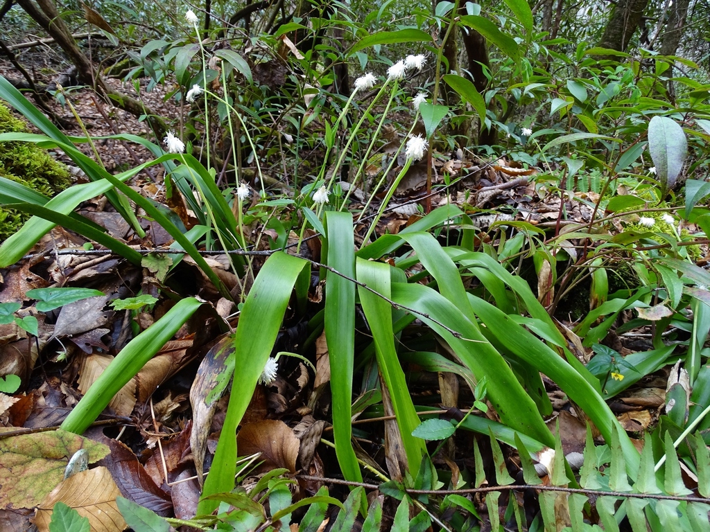 Cluster of strappy leaves and erect spikes in bloom