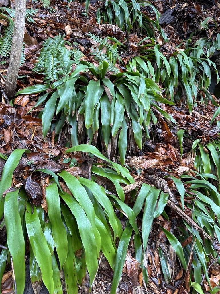 Clumps of pendulous, broad leaves on a slope.