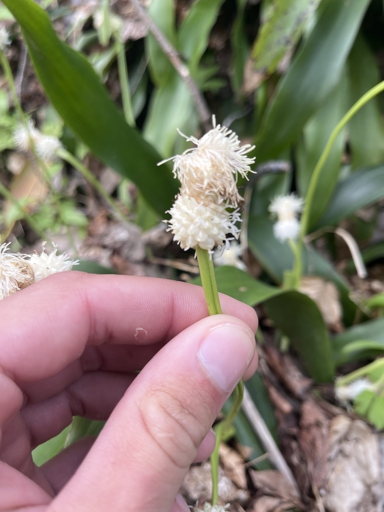 Fingers holding a spike with female and male flowers.