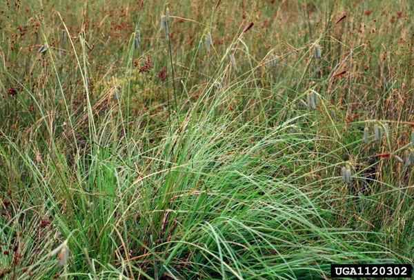 Large grassy plant with erect infloresnces.