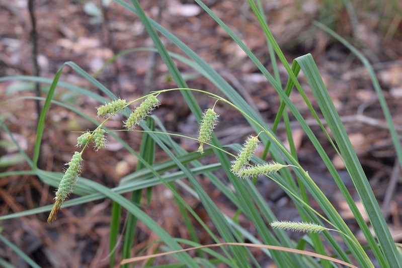 Grassy plant with erect inflorescence and dangling spikes.