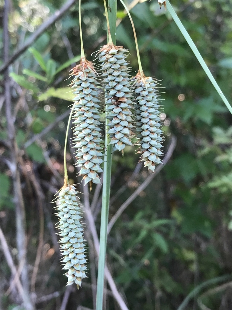 Dangling spikes of bluish urticles.