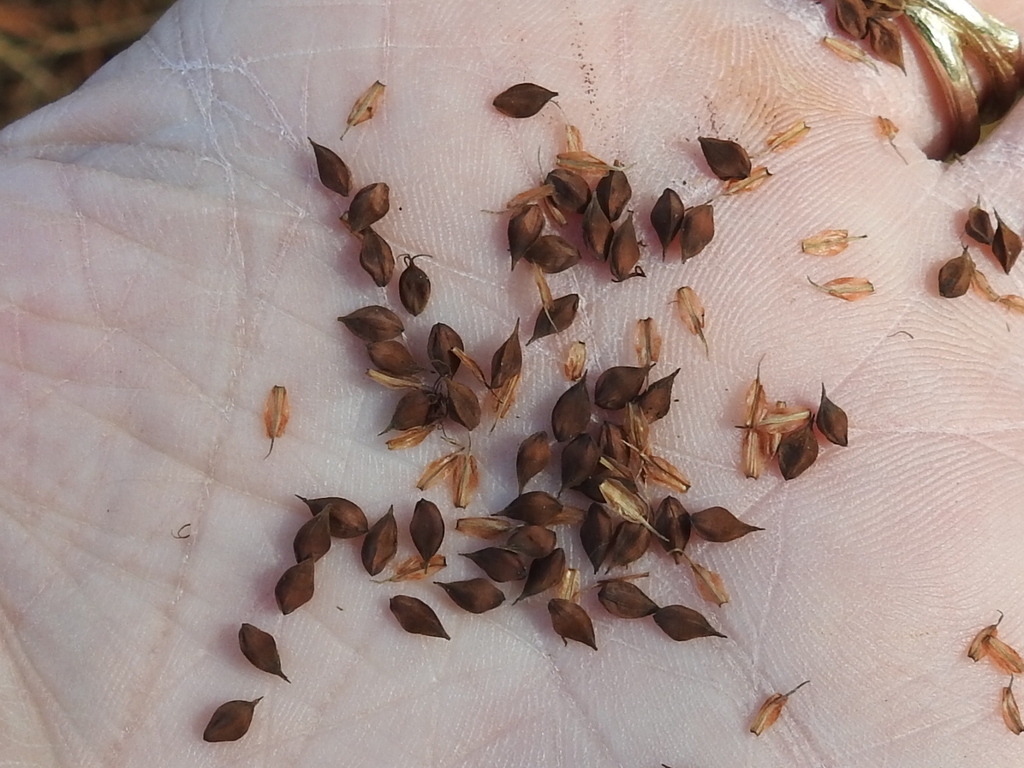 Small achenes in the palm of a hand.