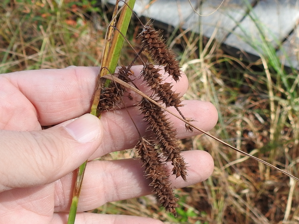 Dangling spikes of brown, ripe fruits