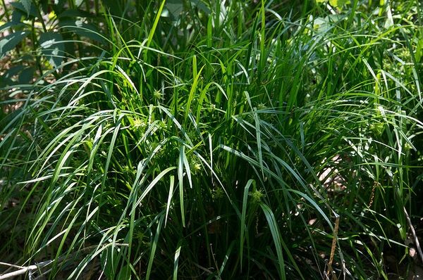 Clump of grassy foliage